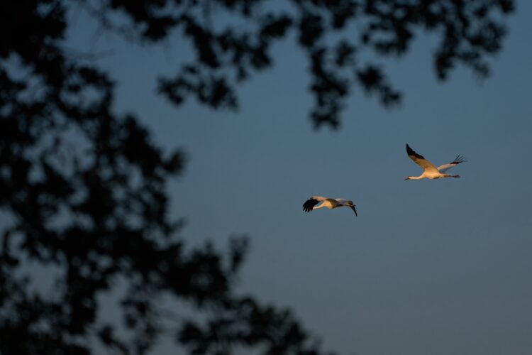 Along the Texas Coast, a new  sanctuary aims to protect the  endangered and rare whooping crane